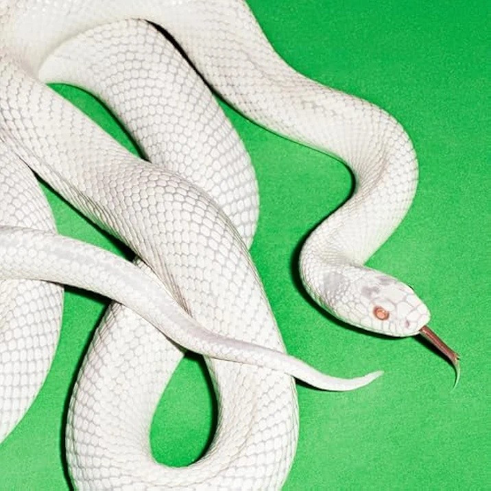 Private Music par Deftones