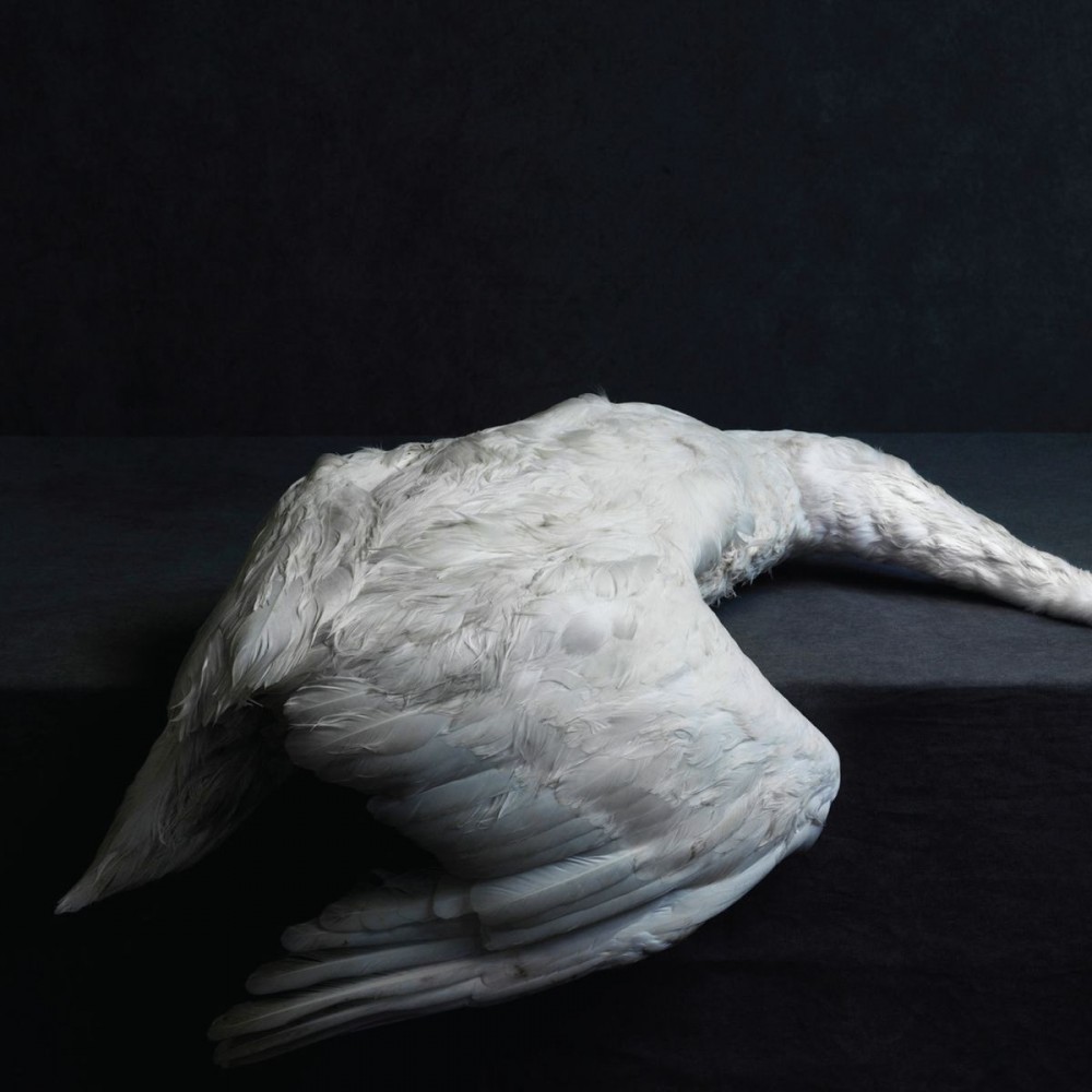 AMENRA : Nouveau clip \'\'Children Of the Eye\'\'! 