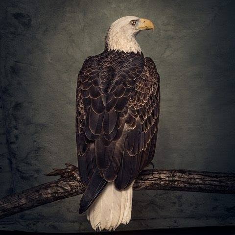 CLUTCH annonce son nouvel album. Second single à découvrir ! 