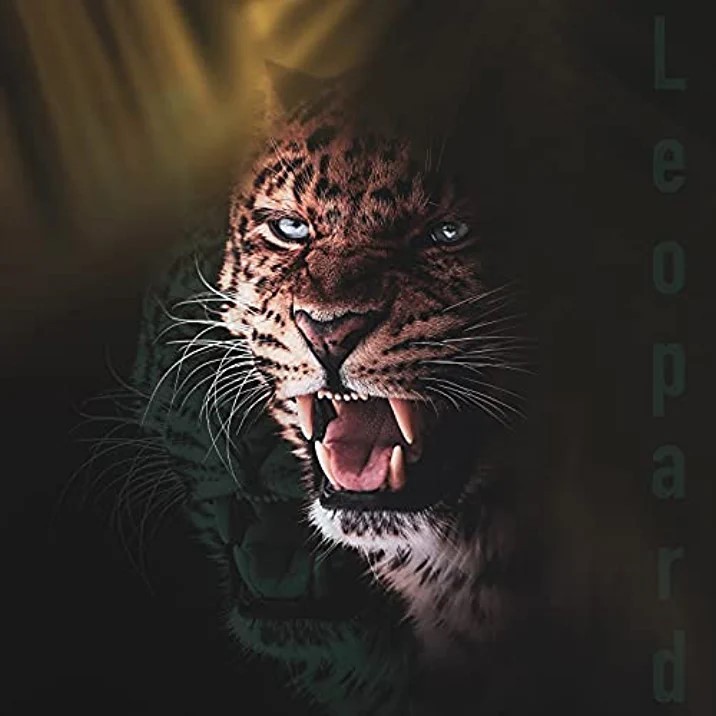 THE RESOLUTE, nouveau single 'Leopard' 